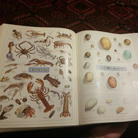 Websters New Twentieth Century Dictionary Unabridged Second Edition Deluxe Color
