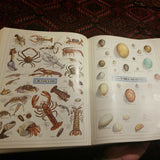 Websters New Twentieth Century Dictionary Unabridged Second Edition Deluxe Color